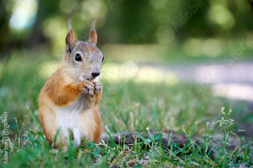 Cute squirrel sitting on the grass