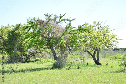 tree in spring photo