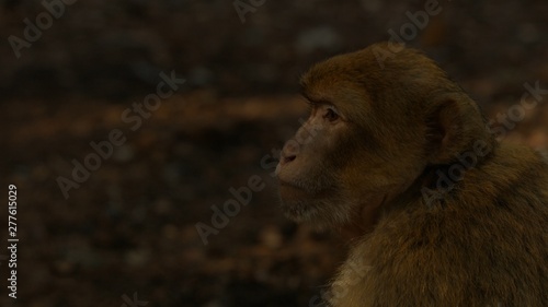 Macaque monkey in Azrou forest, Moroccan atlas photo