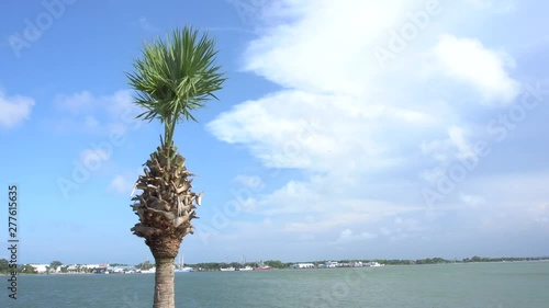 palm tree on background of blue sky