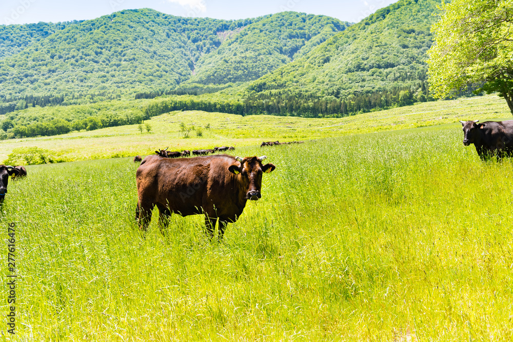 Naklejka 春の新緑の高原の牧場と放牧牛