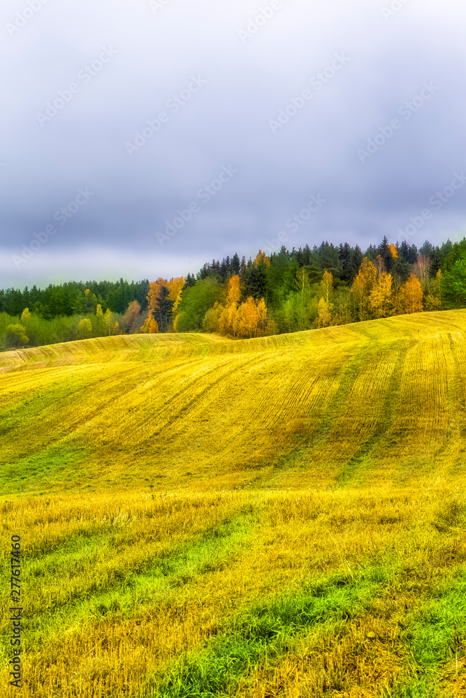 Beautiful Fall Landscape with Wavy Colorful Fields Under rainy Grey Skies.