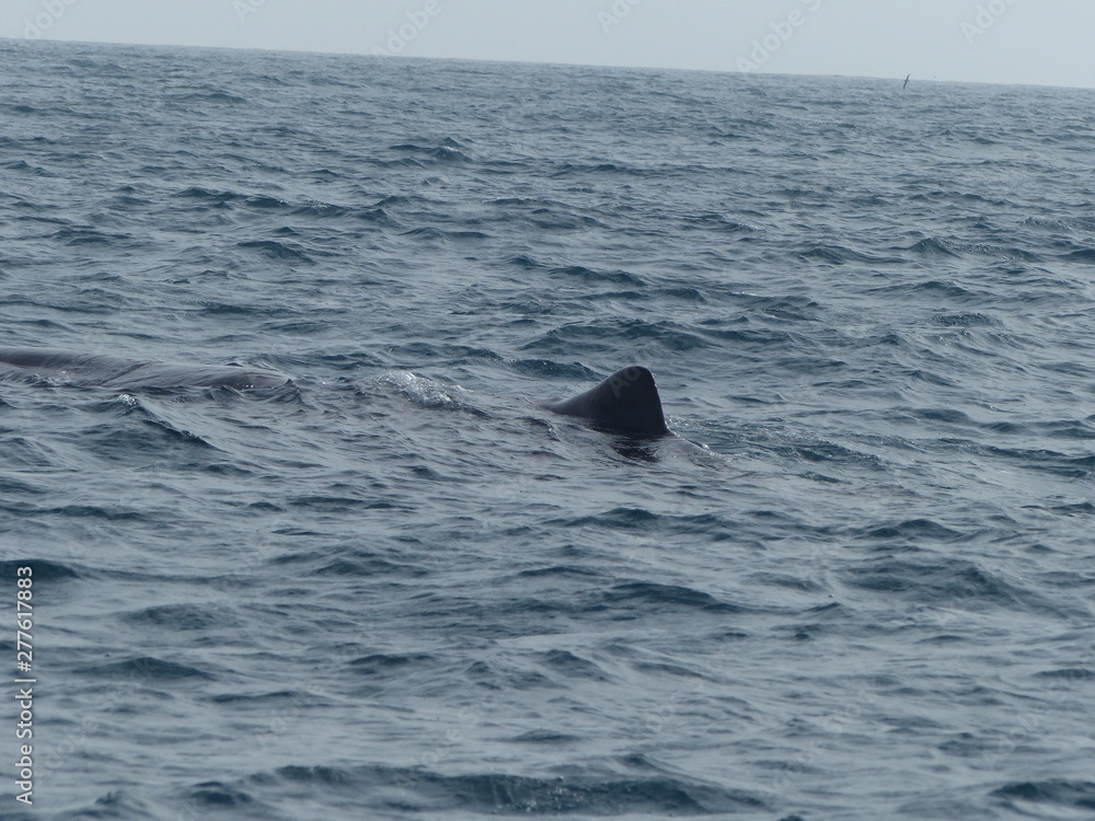Fototapeta premium whale fin out of the water
