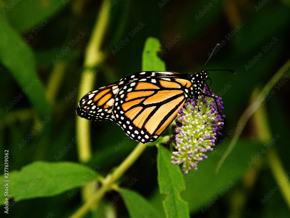 Monarch Butterfly Monarch Butterfly
