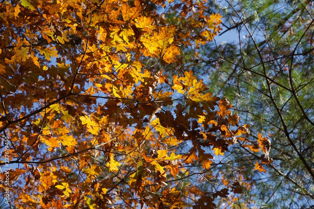 Leaves of Many Colors Leaves of Many Colors