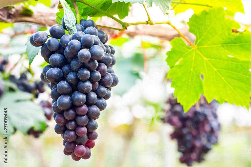 Close-up of bunches of ripe purple red wine grapes on vine