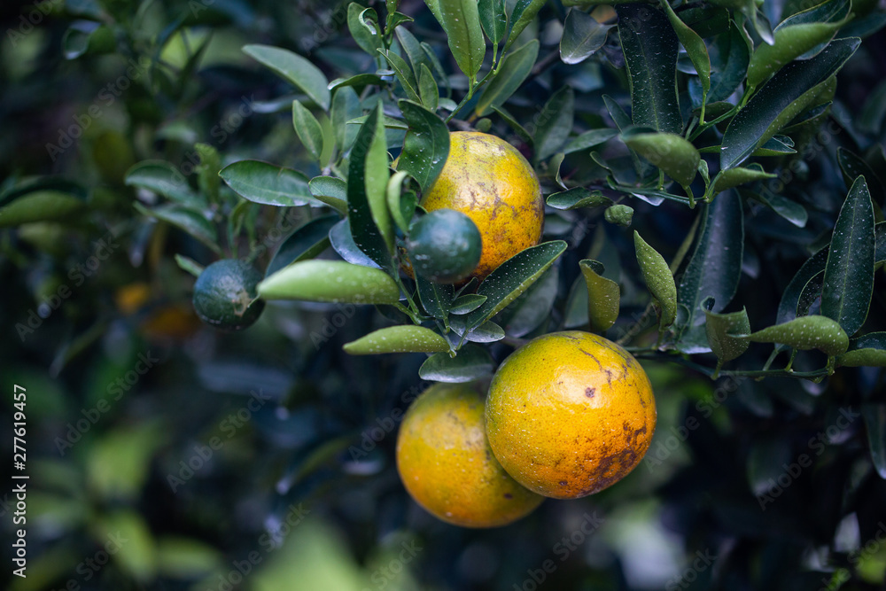 ripe tangerine oranges fruit hanging on tree in orange plantation garden