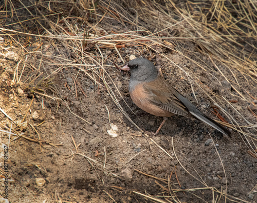 Idaho Birds