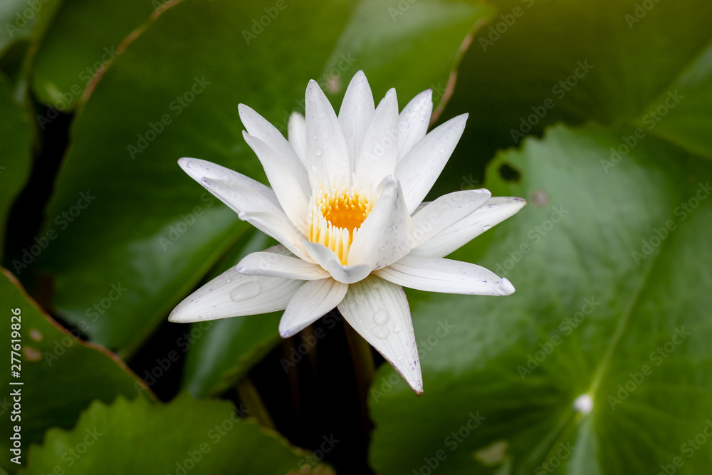 White lotus or water lily flower bloom beautiful in pond. White lotus or water lily flower bloom beautiful in pond.