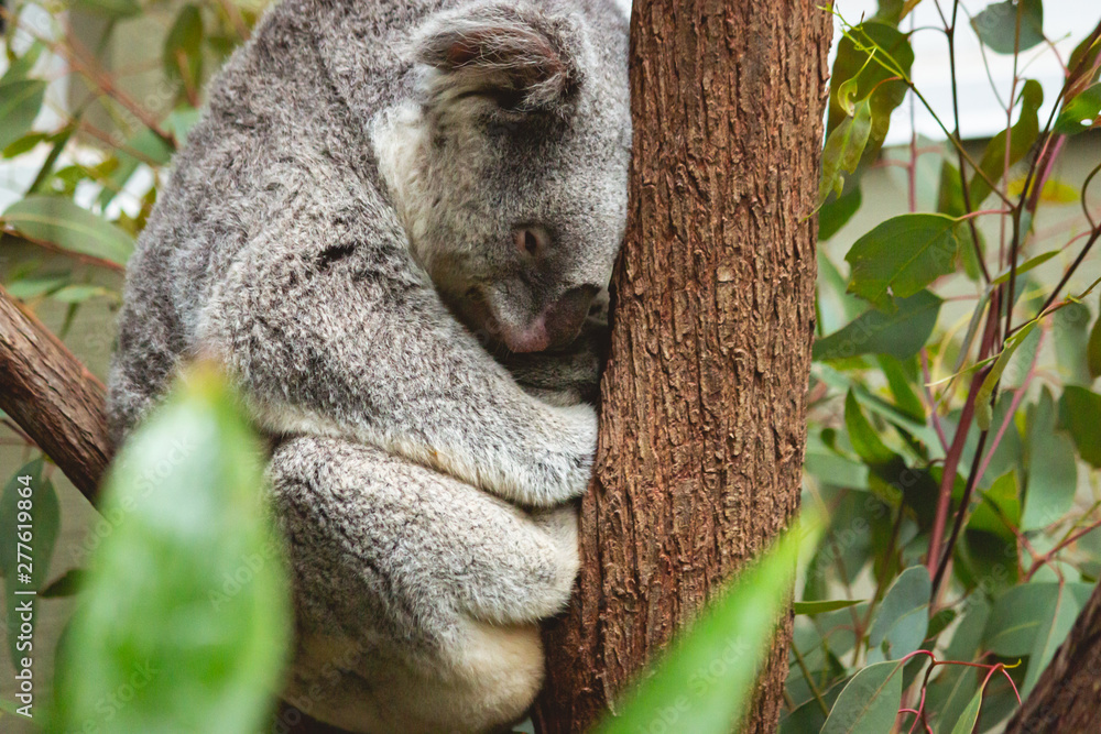 Fototapeta premium cute fluffy koala bear sitting and sleeping on his branch