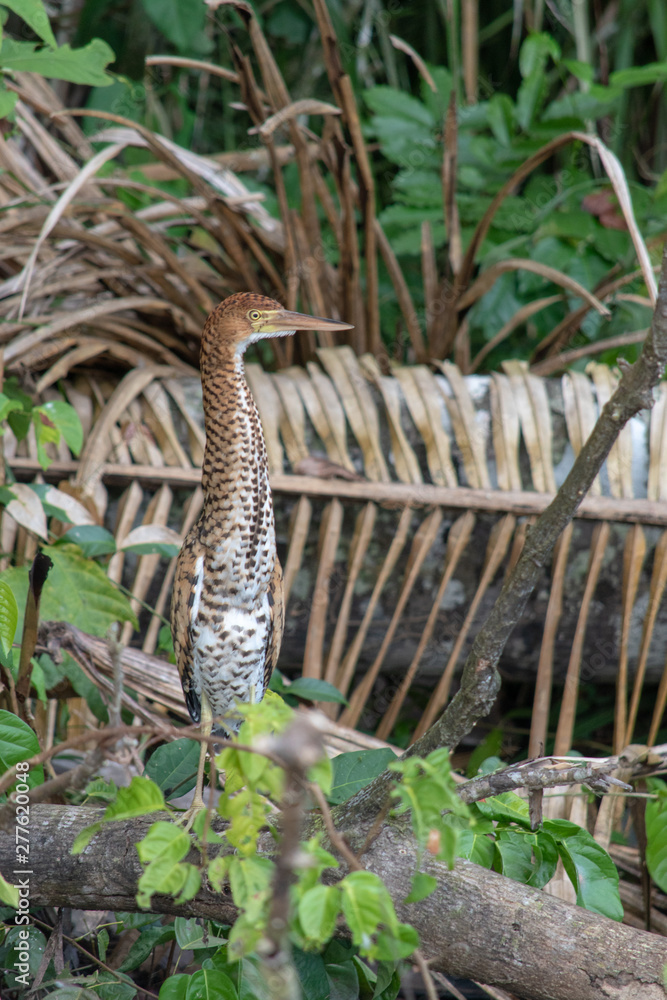 Fototapeta premium tiger heron