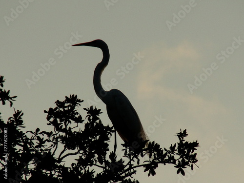 Bird in silhouette