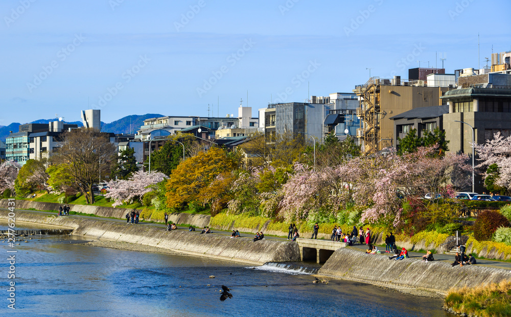 Kamo riverbank with cherry blossom trees