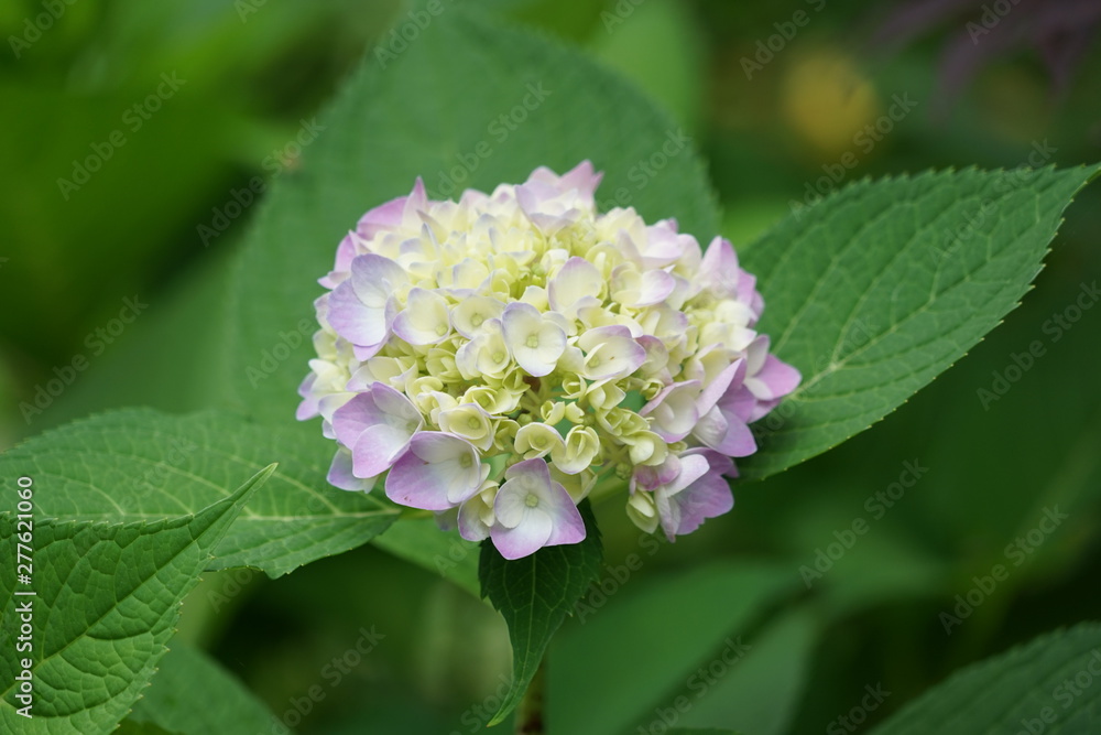 Hydrangea Isolated in Garden