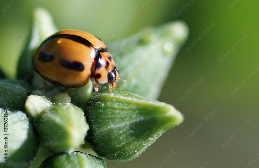 Naklejka premium Ladybeetle