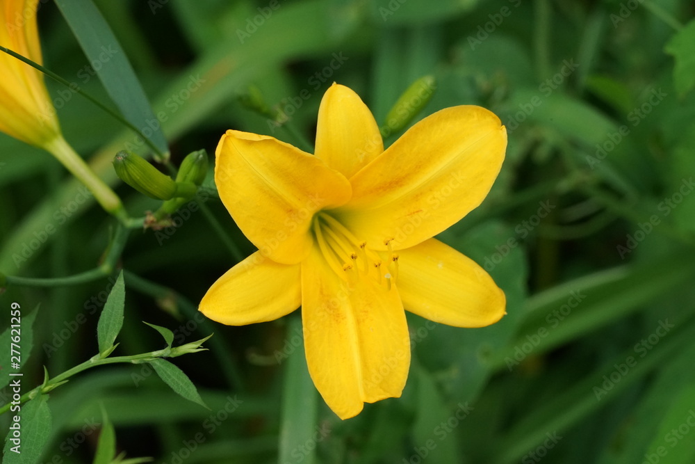Yellow Flower Isolated in Garden