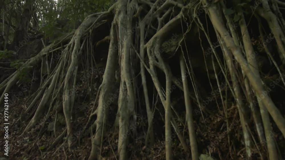 Dark and creepy exposed tree roots, dolly towards and tilt up. Dark and creepy exposed tree roots, dolly towards and tilt up.