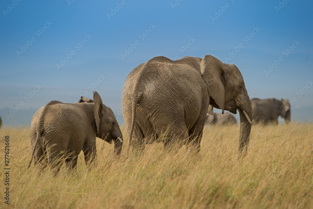 African elephant walking in savanna