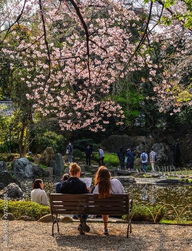 People enjoying cherry blossom (hanami)