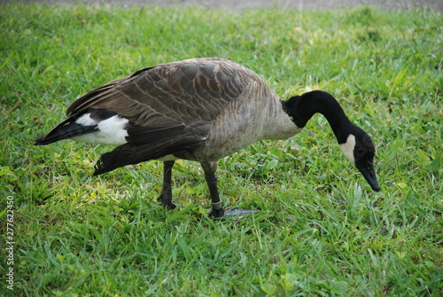 Canadian Goose