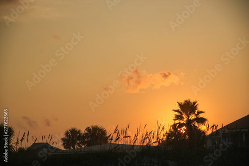 Palm Trees and Sea Oats Silhouetted by the Sunset in Jacksonville Beach  Florida