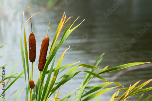 Cattails Line a Pond near the Intracoastal Waterway in Jacksonville Beach, Florida photo