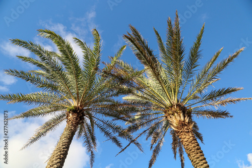Palm Trees Against the Florida Sky in Jacksonville Beach