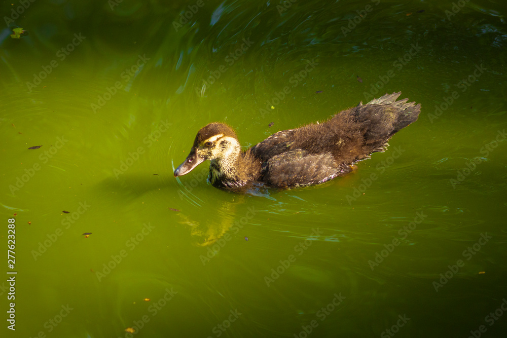 Mallard swims in the lake or river with blue water Mallard swims in the lake or river with blue water