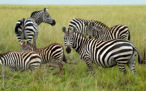 Wild herd of zebras flees in africa