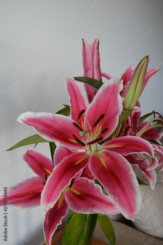 Lily 1 Lily 1