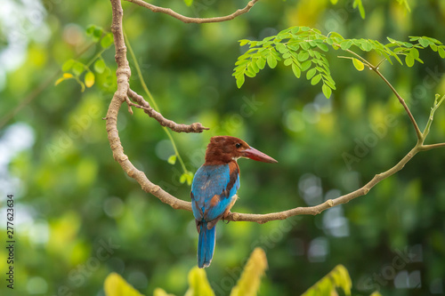 White-throated Kingfisher (Halcyon smyrnensis) photo