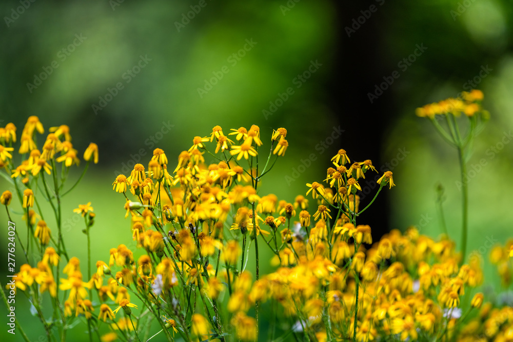 Obraz premium Closeup of many golden aster wildflowers in Story of the Forest nature trail in Shenandoah Blue Ridge appalachian mountains with bokeh background
