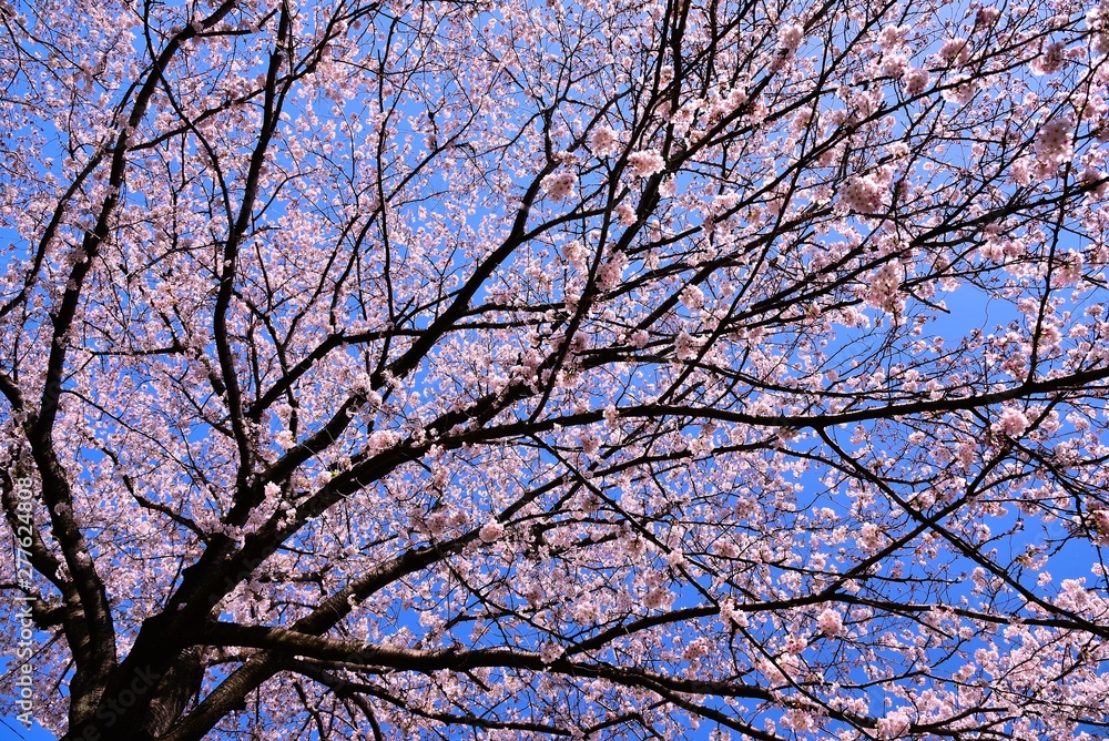恩田川の桜