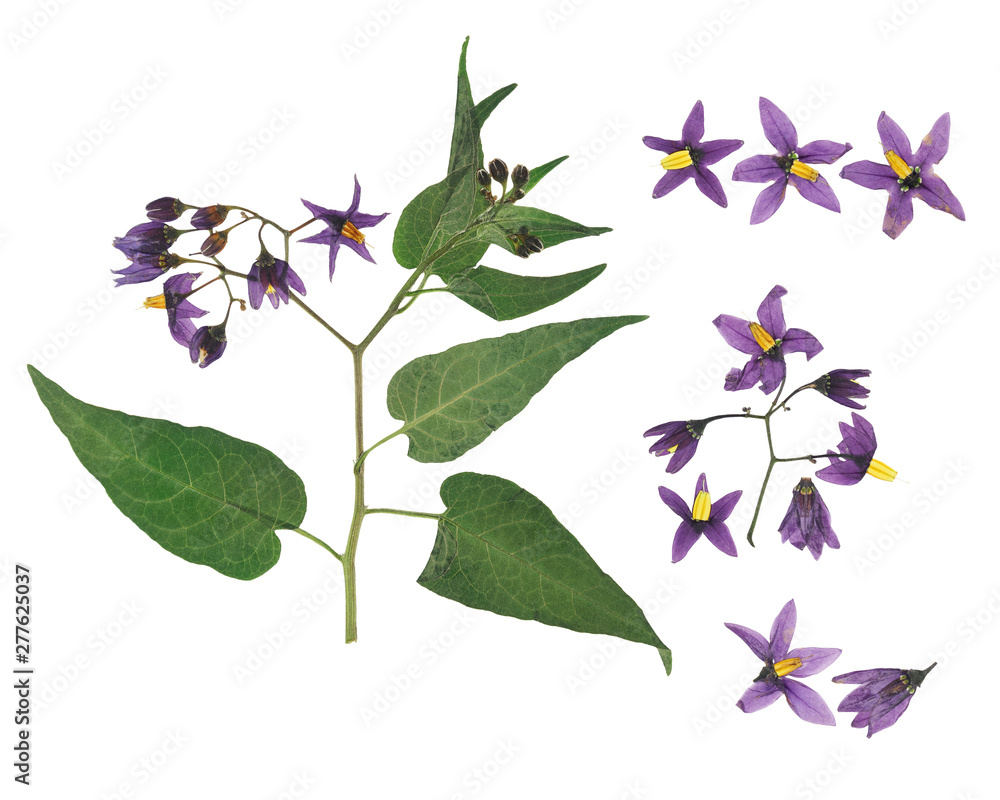 Pressed and dried violet flower bittersweet nightshade on stem with