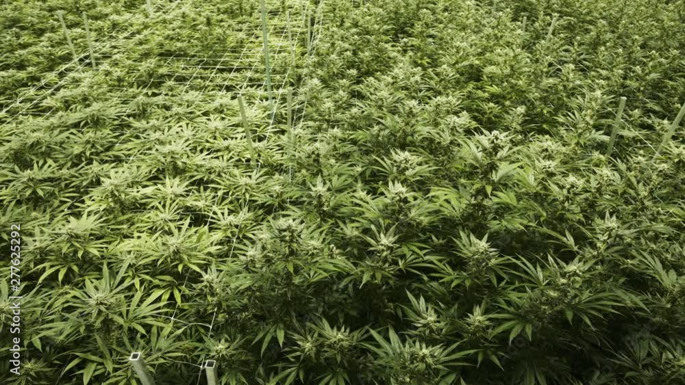 Large amount of marijuana cannabis plants growing in an indoor grow operation. Large amount of marijuana cannabis plants growing in an indoor grow operation.