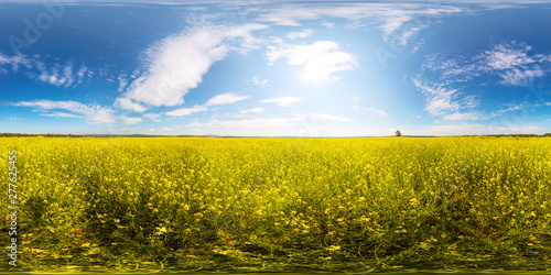 Yellow colza field and green tree in the morning in the fog at sunrise landscape. Spherical panorama 360vr