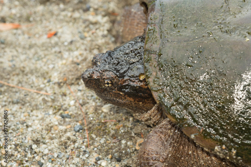 Snapping turtle laying eggs in gravel in Sunapee, New Hampshire.