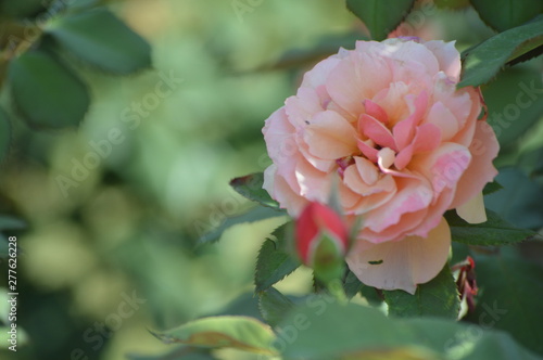 Thomasville rose garden 0323