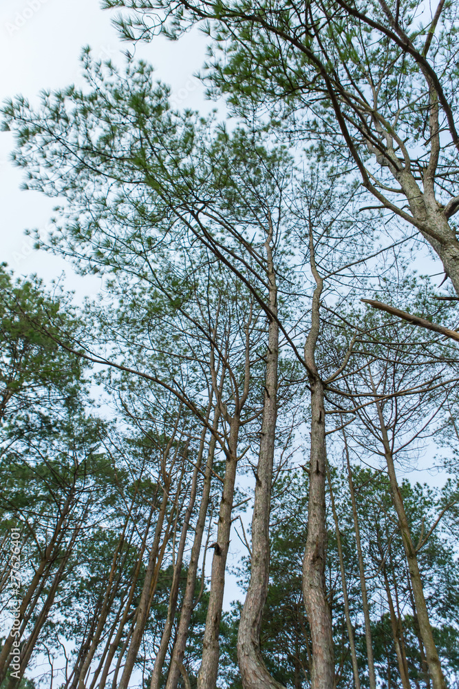 Obraz premium Asian pine trees below image