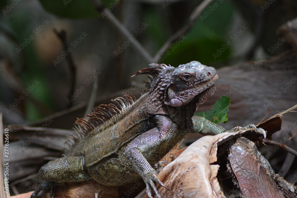 Naklejka premium Iguana 1