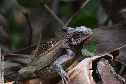 Iguana 1
