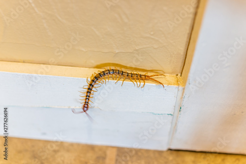 Large house centipede insect bug crawling on wall in New Mexico with many legs macro closeup