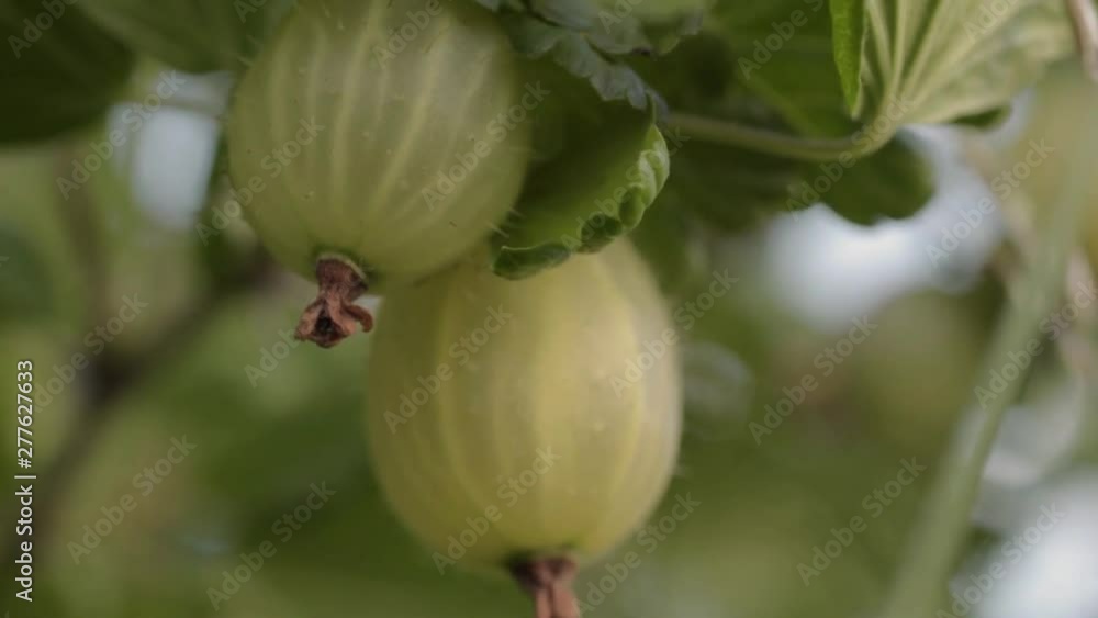 Wild gooseberries grow on a bush in the countryside Wild gooseberries grow on a bush in the countryside