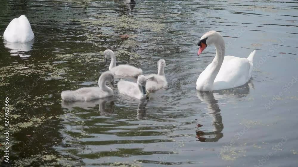 Family of swans on a pond Family of swans on a pond