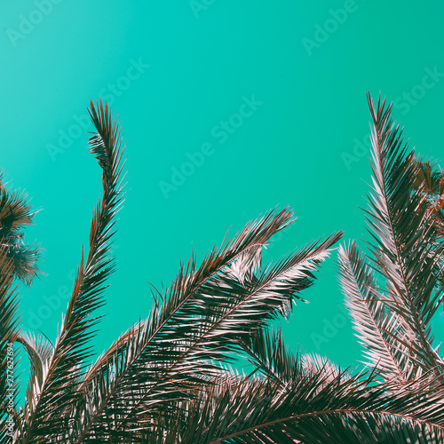 Palm. Relax Vacation concept art