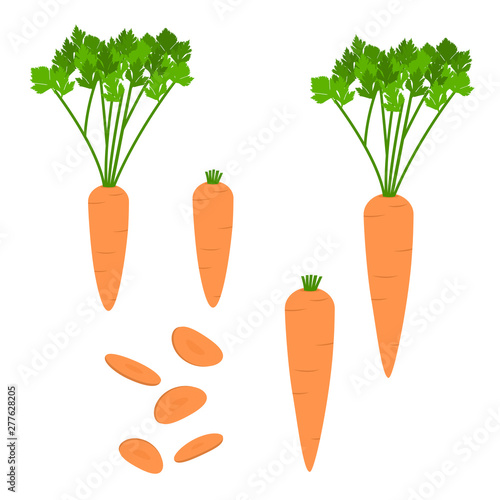 Two carrots of different sizes with leaves. Two carrots with chopped leaves. And sliced carrot. White background. Isolated.
