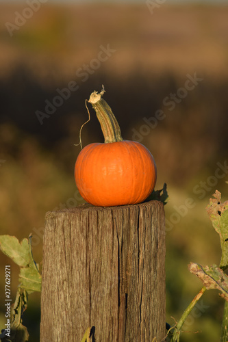 Pumpkin on a Fence Post
