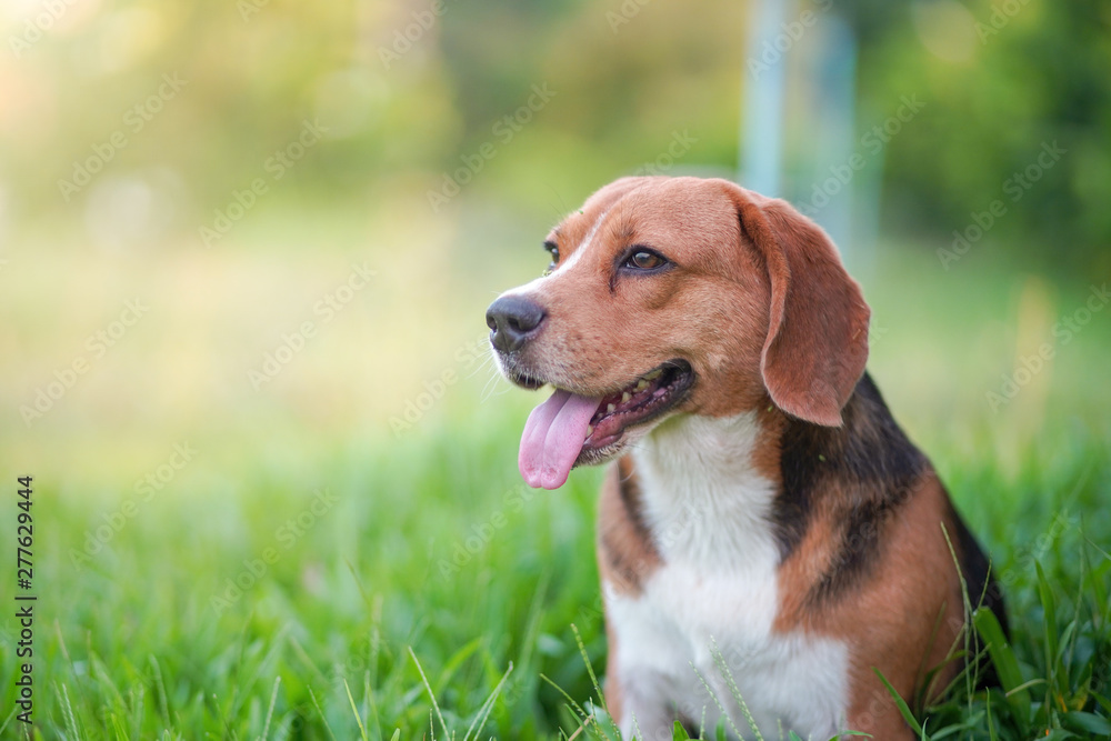 Portrait of a cute beagle dog sitting on the green grass outdoor in the park on sunny day.