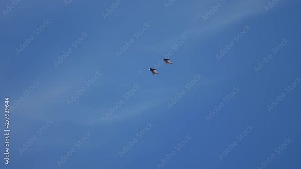 Wingsuite skydivers in sky Wingsuite skydivers in sky