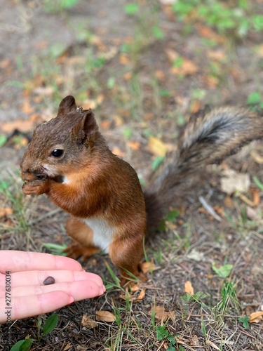 Squirrel is eating from hands. Squirrel eats pine nuts from the hands  closeup.
